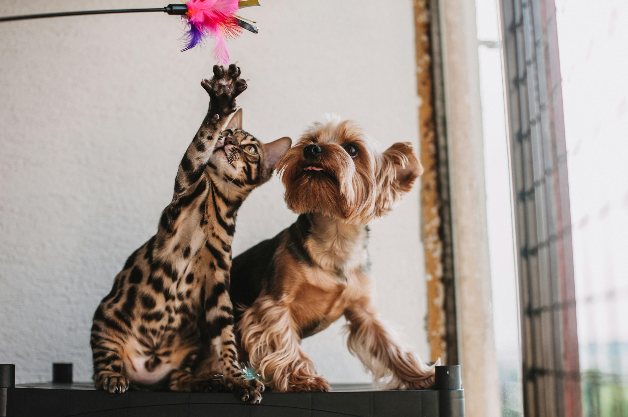 Chien et chat photo portrait pet famille bébé 
